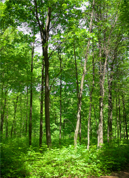 ネイチャーボイス画像1